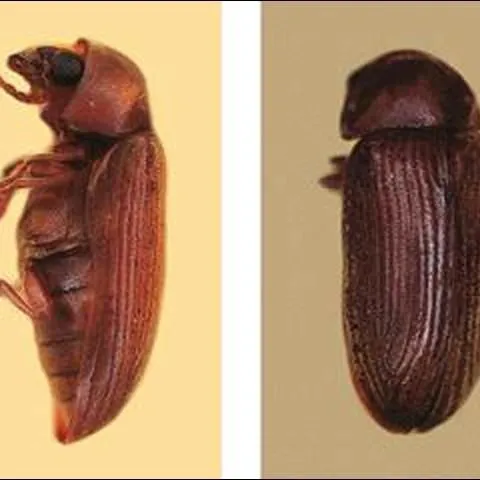 thumbnail for publication: Powderpost Beetles and Other Wood-Infesting Insects